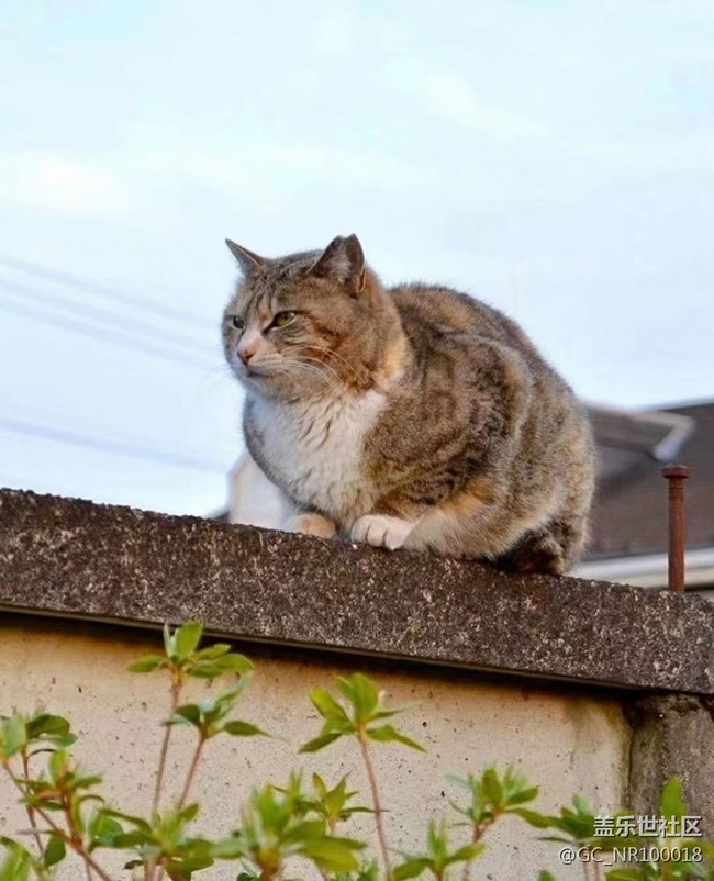 我和愛寵的故事  慵懶的貓