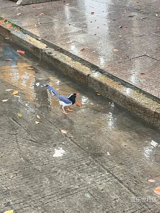 【秋日勝春朝】雨天隨拍