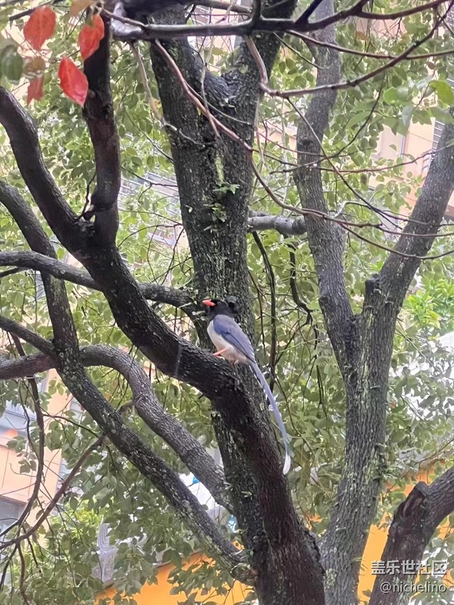 【秋日勝春朝】雨天隨拍