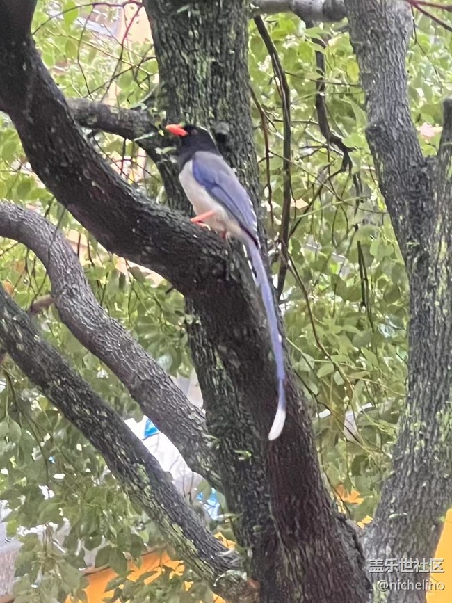 【秋日勝春朝】雨天隨拍