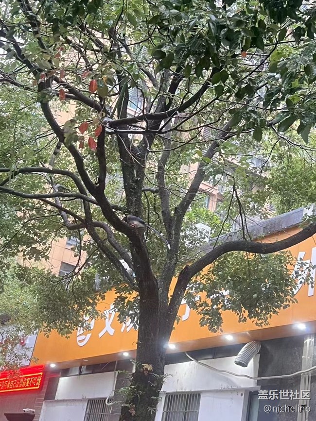 【秋日勝春朝】雨天隨拍