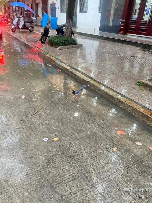 【秋日勝春朝】雨天隨拍