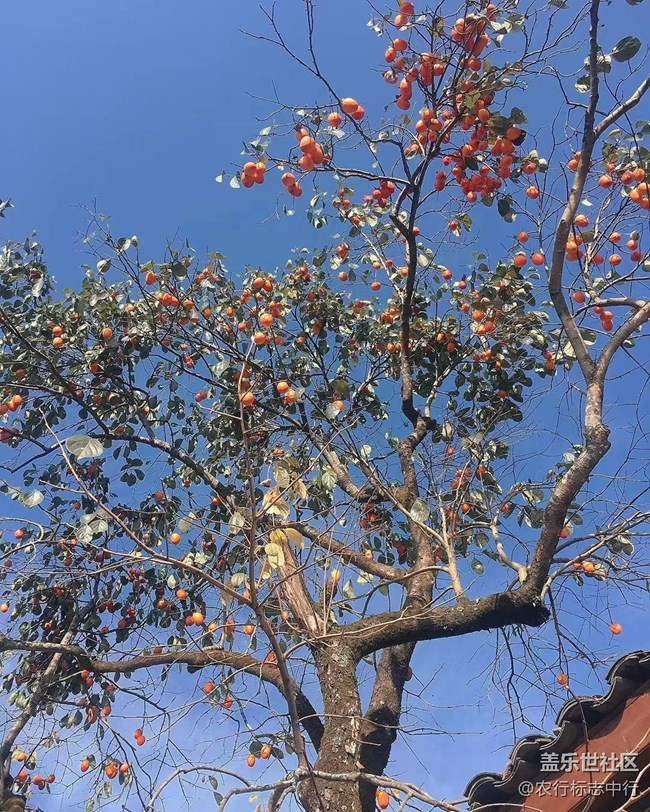 【抓住秋天的尾巴】柿子