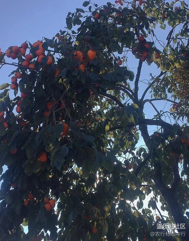 【抓住秋天的尾巴】柿子