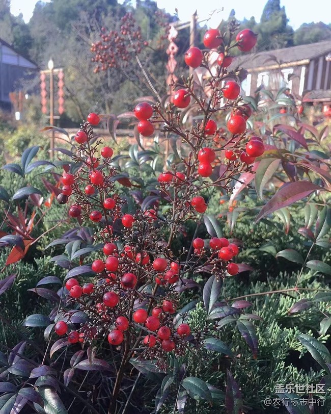 【抓住秋天的尾巴】柿子