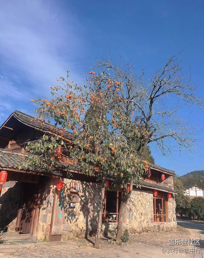 【抓住秋天的尾巴】柿子