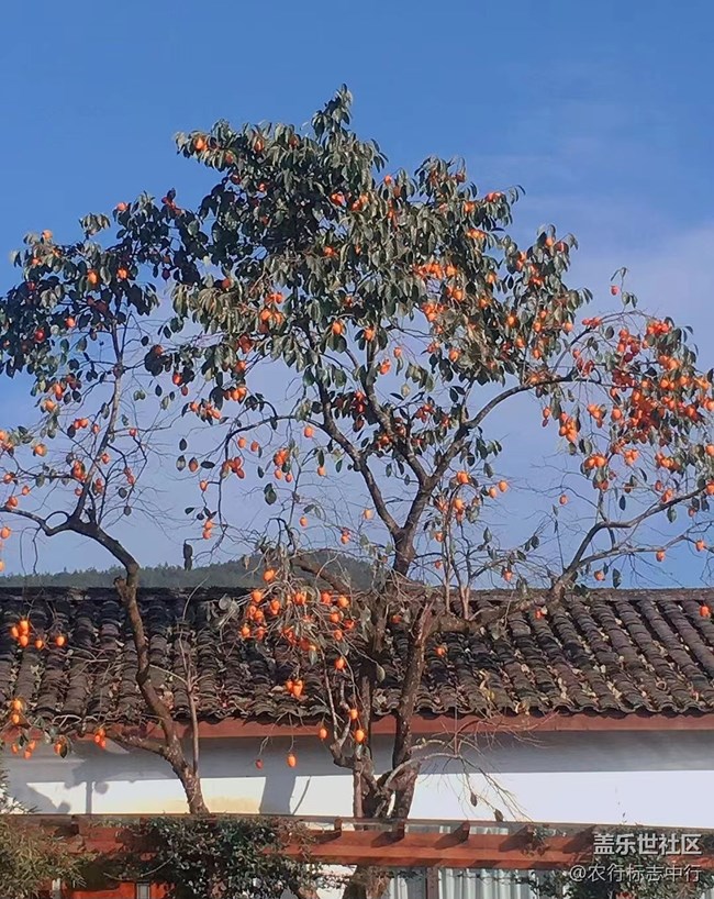 【抓住秋天的尾巴】柿子