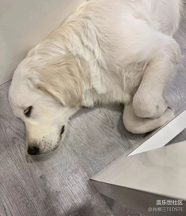 我和愛寵的故事   小小寶