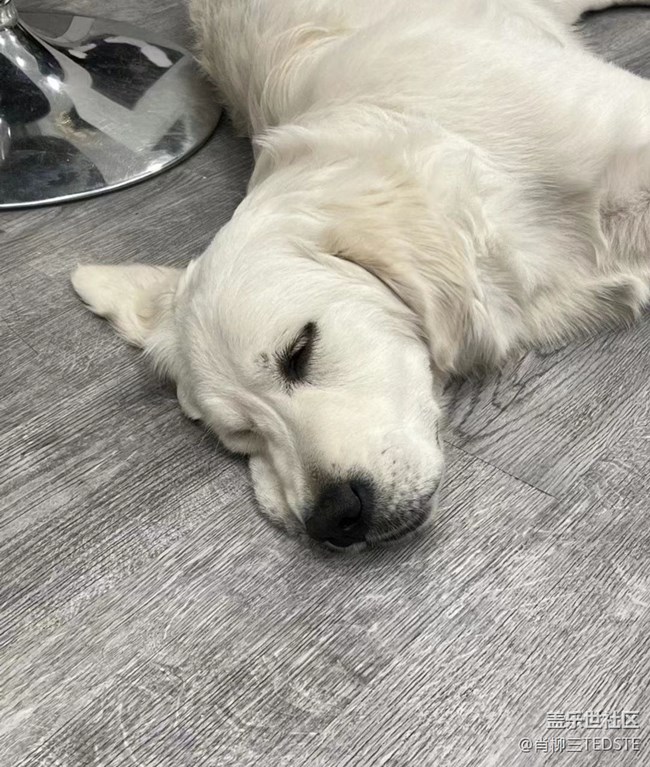 我和愛寵的故事   小小寶
