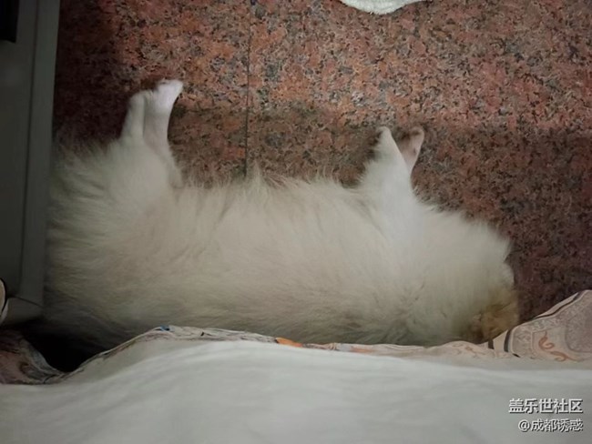 我和愛寵的故事  小可愛