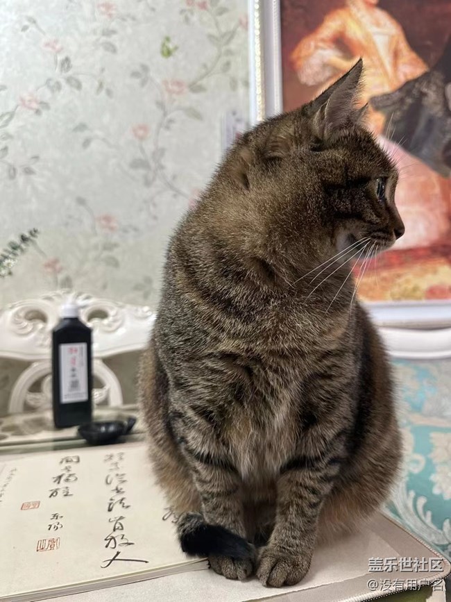 我和愛寵的故事       絆腳貓