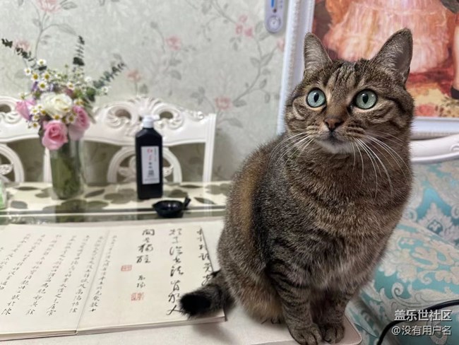 我和愛寵的故事       絆腳貓