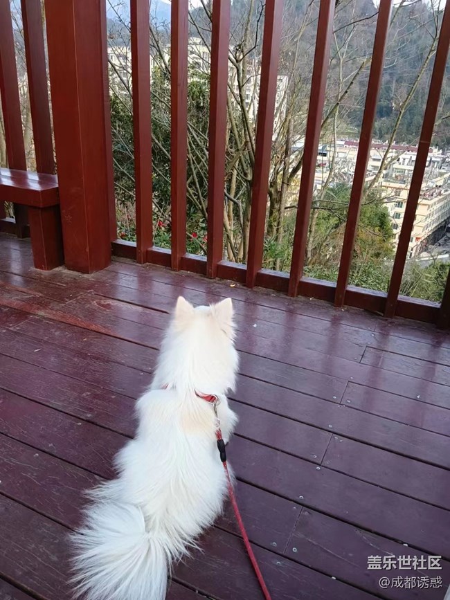 我和愛寵的故事  小可愛