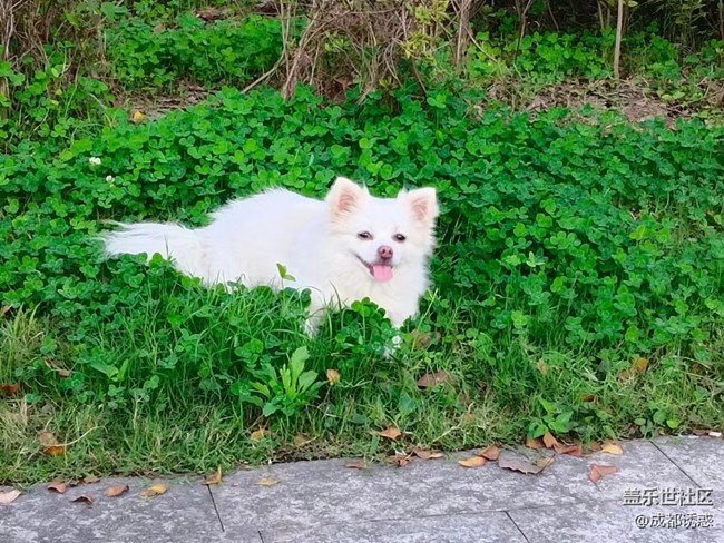 我和愛寵的故事  小可愛