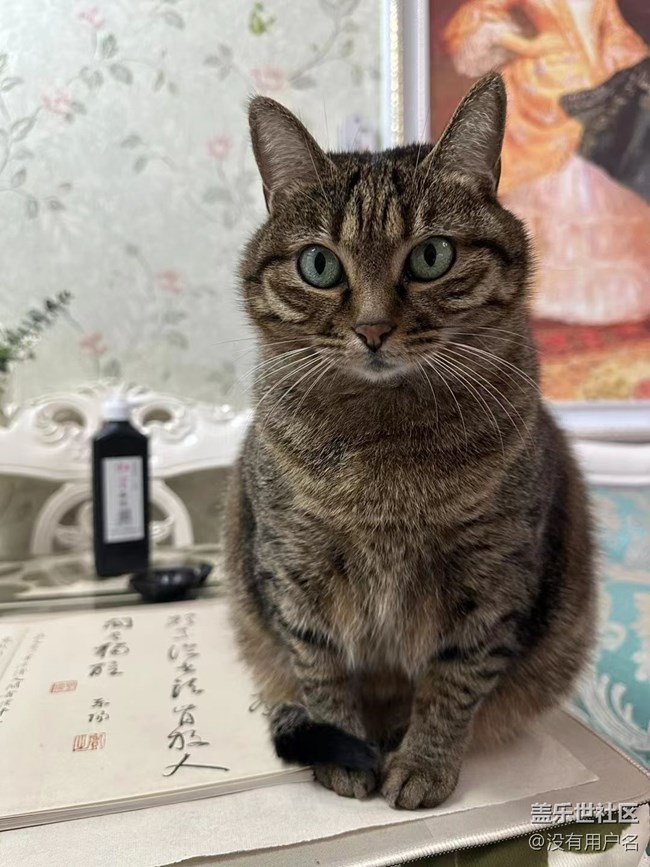 我和愛寵的故事       絆腳貓