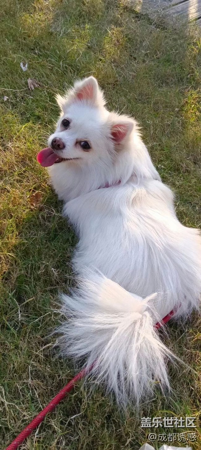 我和愛寵的故事  小可愛