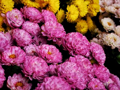 【我們的視界】+ 賞菊