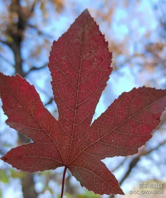 【抓住秋天的尾巴】树叶红了