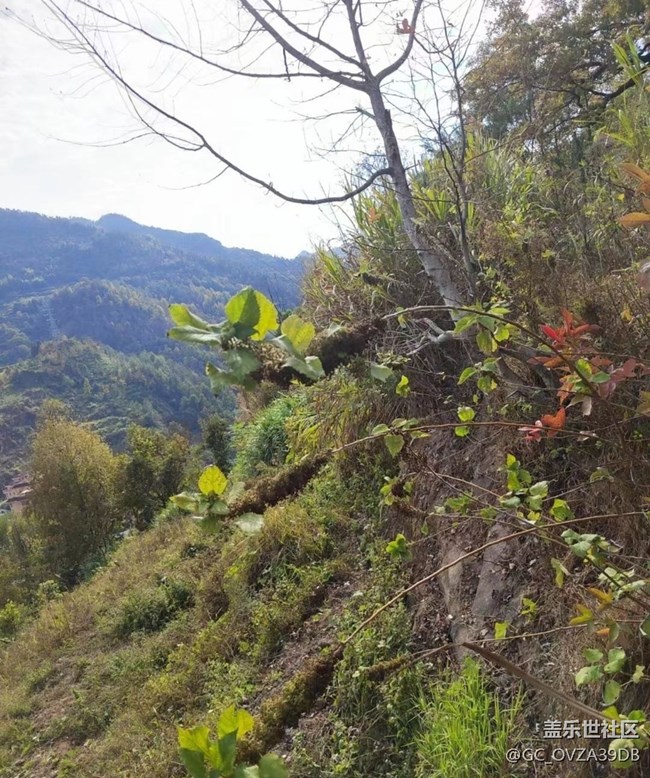 【秋日勝春朝】爬山鍛煉身體