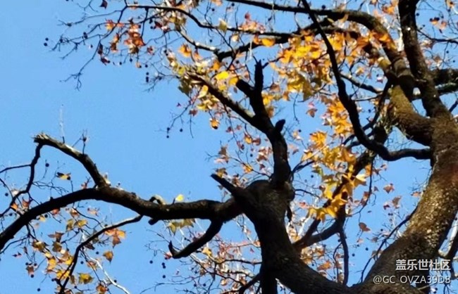 【抓住秋天的尾巴】樹(shù)葉紅了