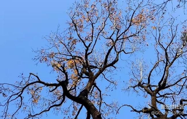 【抓住秋天的尾巴】樹(shù)葉紅了