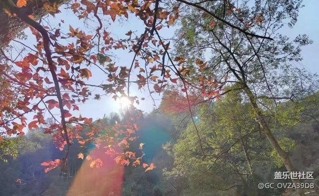 【抓住秋天的尾巴】樹(shù)葉紅了