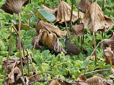 【淡寫時(shí)光】偶遇奇特鳥類
