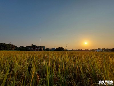 【淡寫時(shí)光】夕陽下的稻田