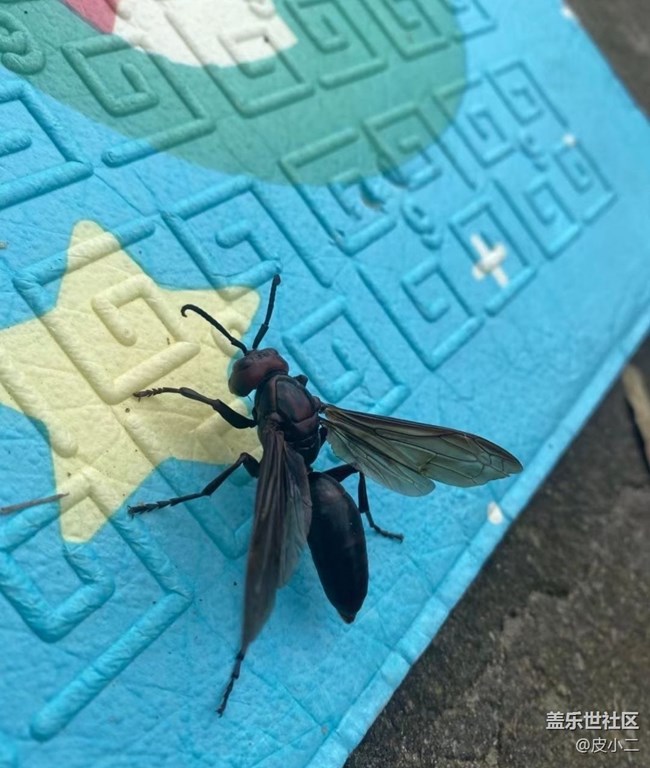 【抓住秋天的尾巴】深秋風(fēng)景