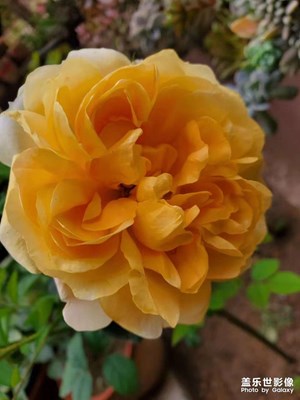 月季花
