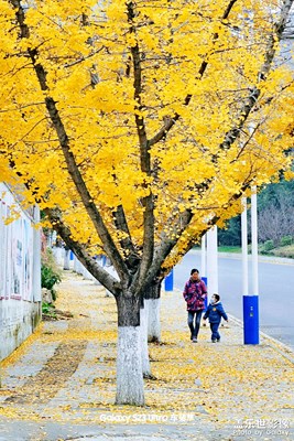 【淡寫時光】人行道上的銀杏葉
