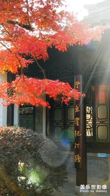 紅楓