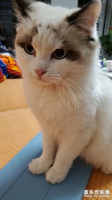 貓
