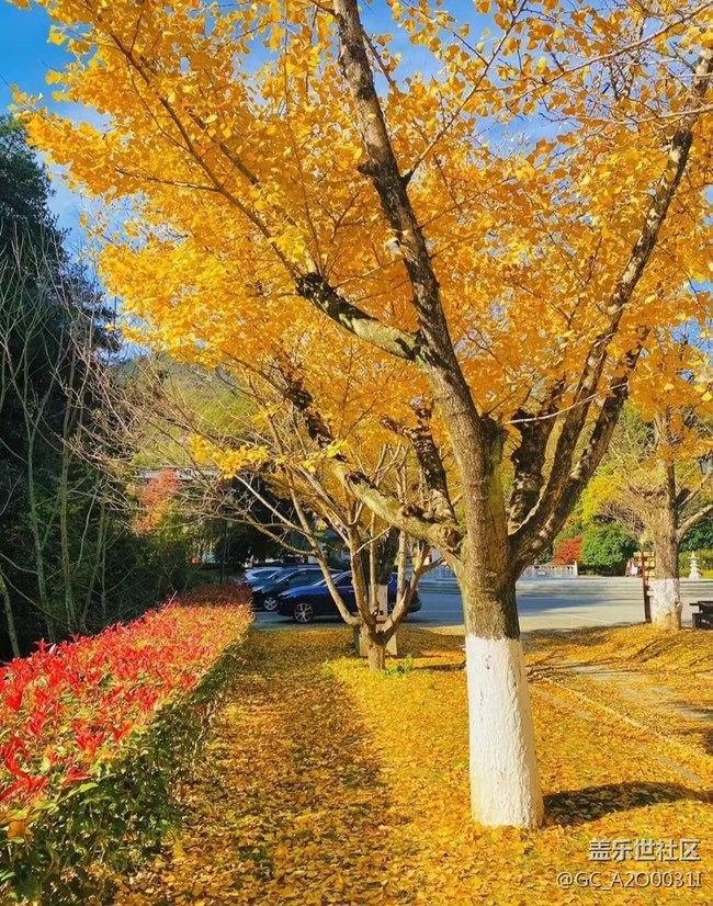 【抓住秋天的尾巴】深秋的美景