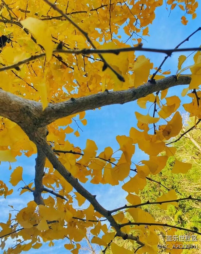 【抓住秋天的尾巴】深秋的美景