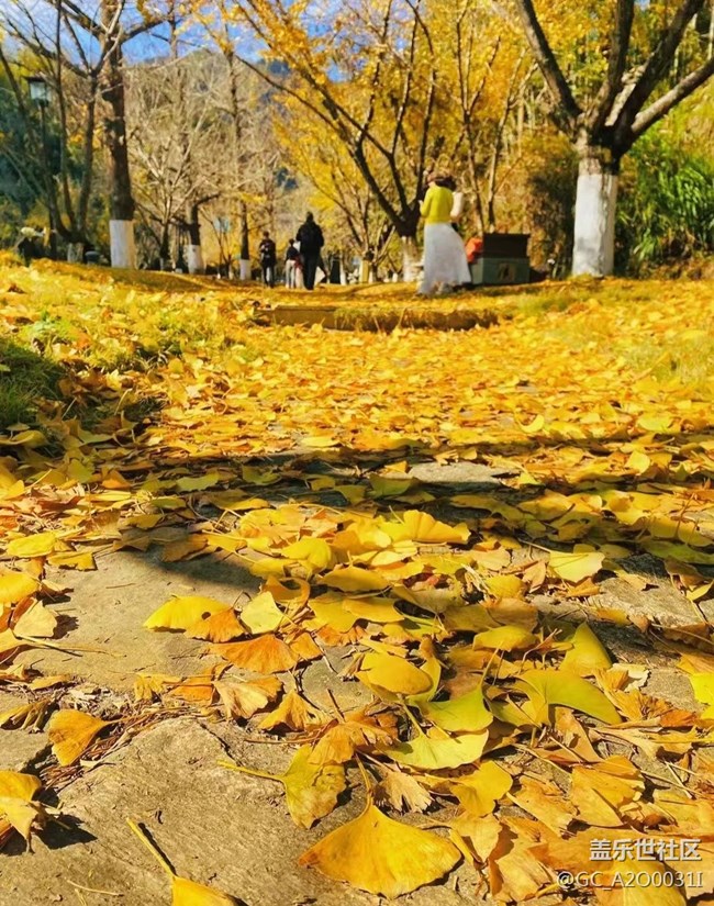 【抓住秋天的尾巴】深秋的美景
