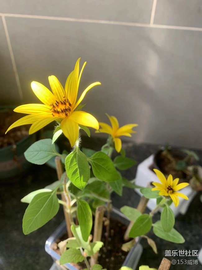 【抓住秋天的尾巴】小花兒