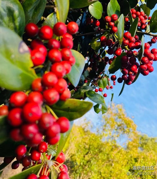 【抓住秋天的尾巴】深秋的美景