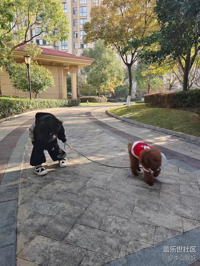 【抓住秋天的尾巴】遛狗