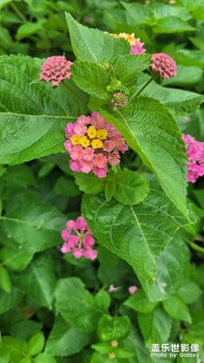 【難忘2023】花開美麗