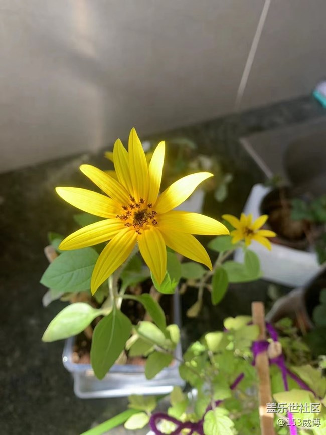 【抓住秋天的尾巴】小花兒