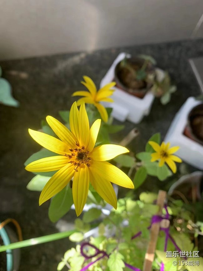 【抓住秋天的尾巴】小花兒