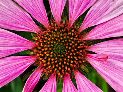 【快樂隨拍】+Flip 5 鏡頭下的那些花兒