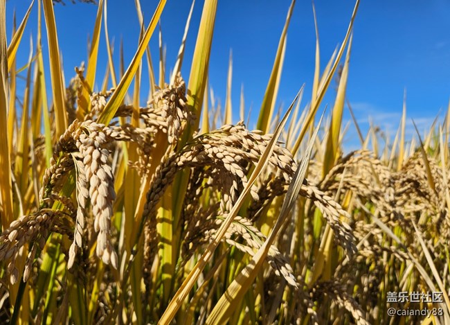 體驗(yàn)再次進(jìn)化，Z Fold5外觀和拍攝能力分享