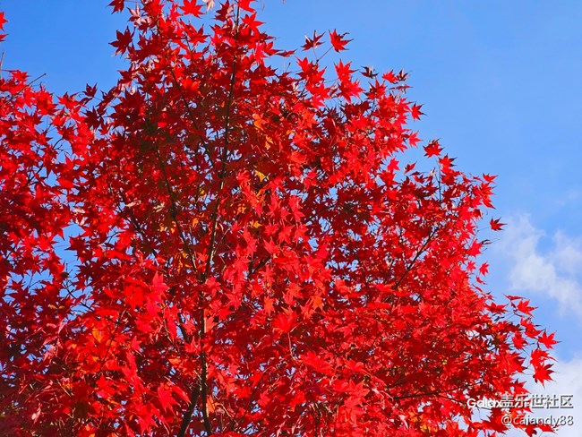 體驗(yàn)再次進(jìn)化，Z Fold5外觀和拍攝能力分享