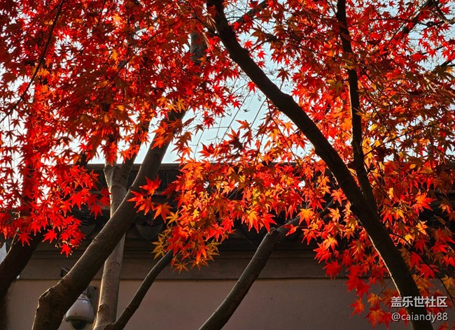 體驗(yàn)再次進(jìn)化，Z Fold5外觀和拍攝能力分享