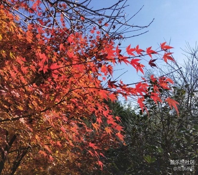 【抓住秋天的尾巴】觀賞