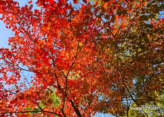 體驗(yàn)再次進(jìn)化，Z Fold5外觀和拍攝能力分享