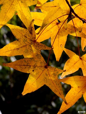 【難忘2023】深秋的顏色