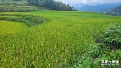 【难忘2023】绿油油的稻田